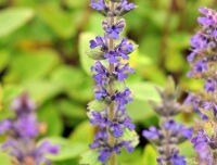 Blue flowers in upright terminal spikes